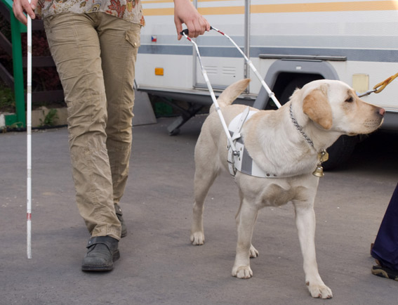 MyTaxi expulsa a un conductor por no aceptar a un ciego con su perro guía