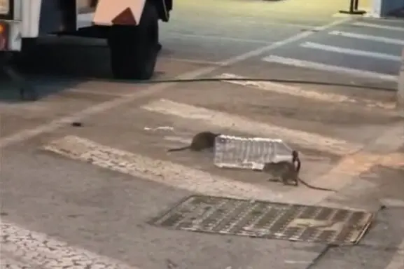 Ratas en el Aeropuerto de Barcelona