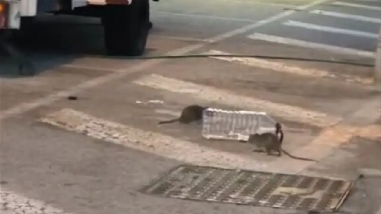 Ratas en el Aeropuerto de Barcelona