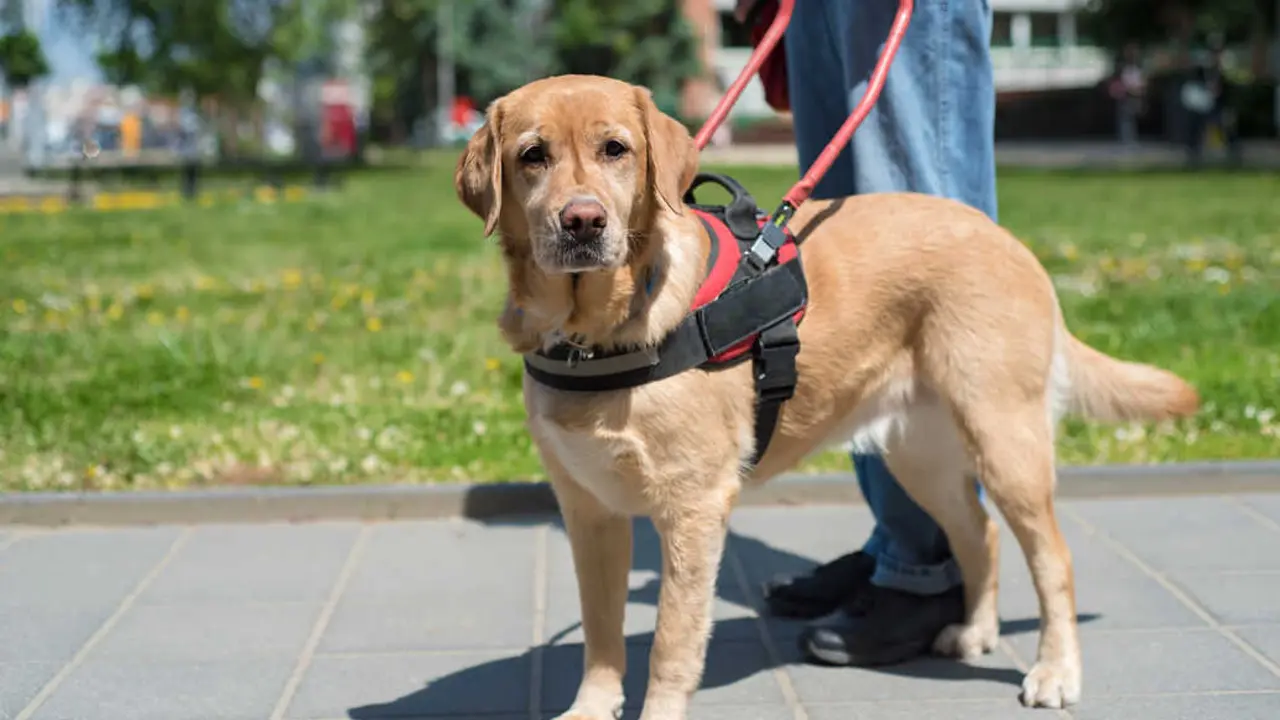Perro gu&iacute;a. Imagen: Depositphotos
